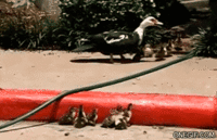 Faith in Humanity Restored