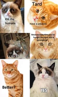 Grumpy Cat