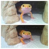 Cute Animals