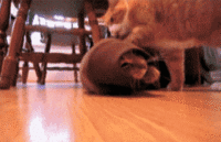Cats