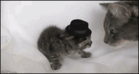 Fedora Shaming