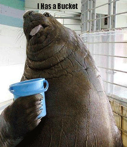 Lolrus