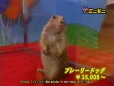 chipmunk.jpg