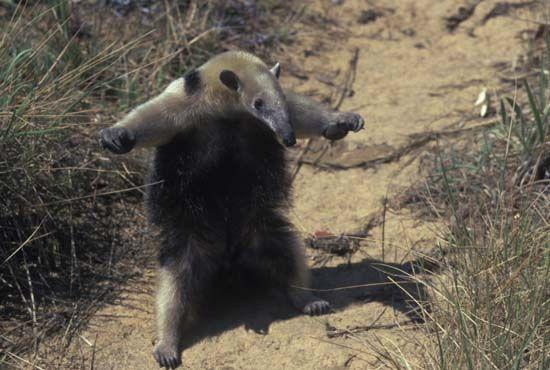 anteater.jpg