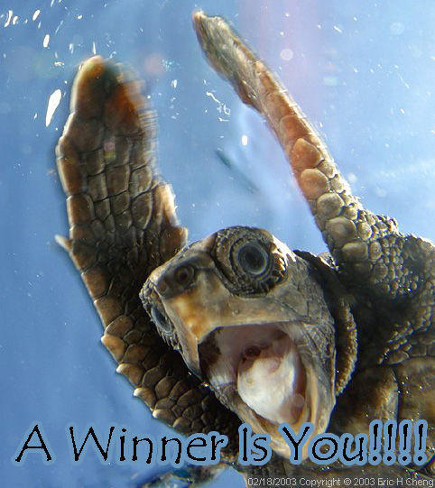 A Winner Is You