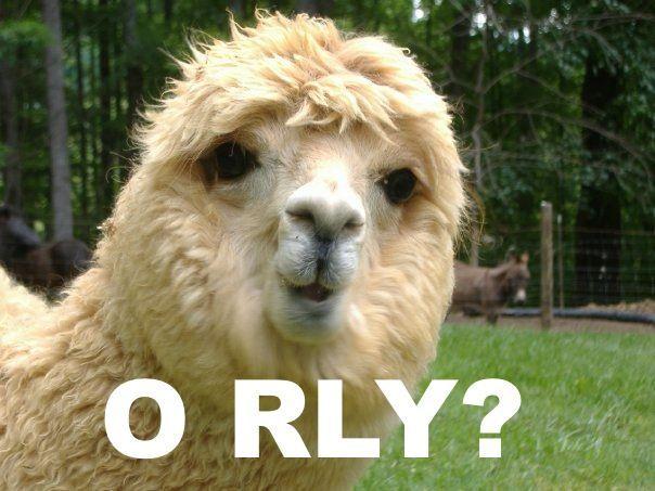 O_RLY.jpg