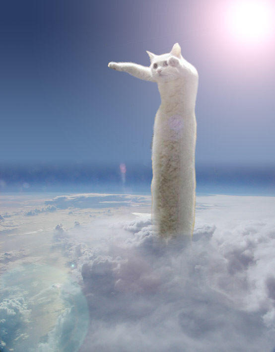 longcat3.jpg