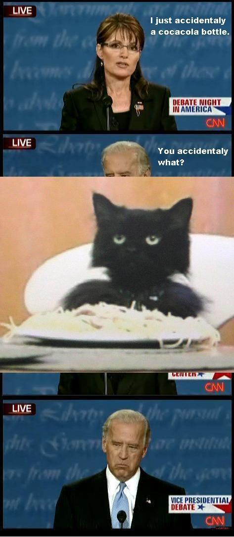 spaghetti_cat.jpg