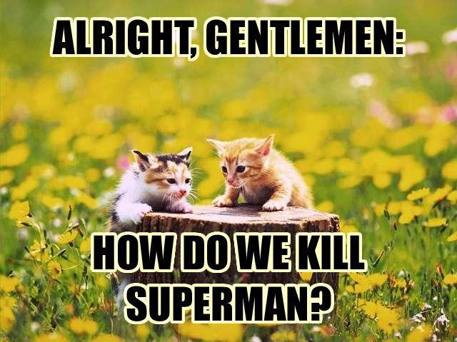cat-conspiracy.jpg
