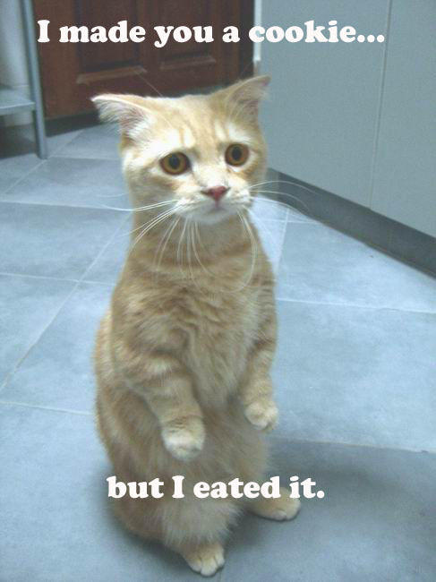 LOLcats