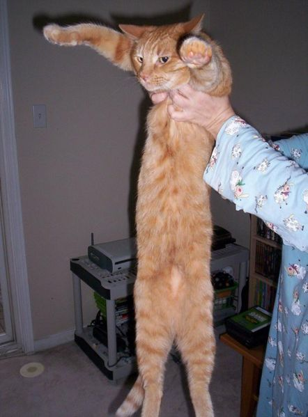 Another_longcat_lol.png