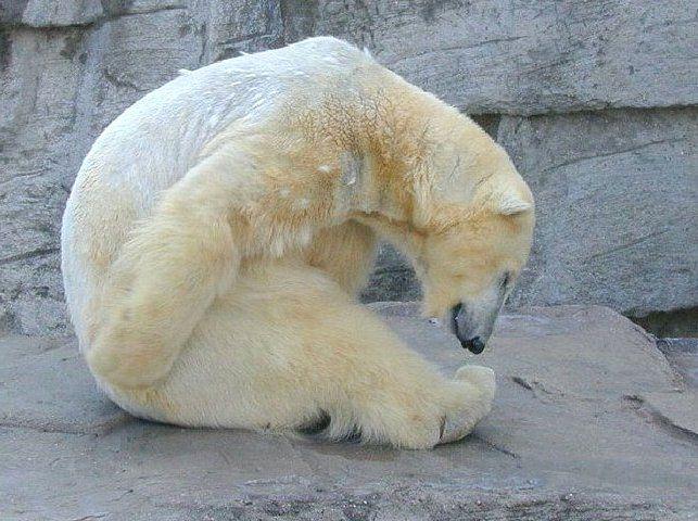 cbear.jpg