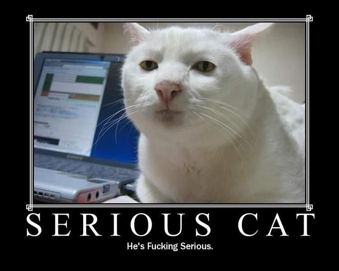 serouscat.jpg