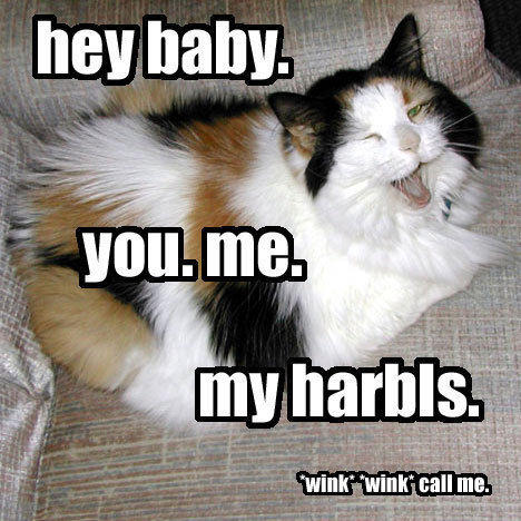 LOLcats