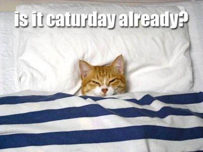 Caturday