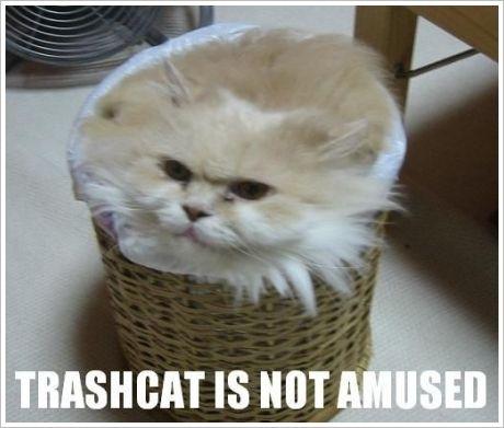 q-lolcats-galloping-galloway-private-polling-trashcat.jpg