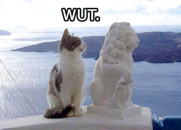 lolcat1.jpg