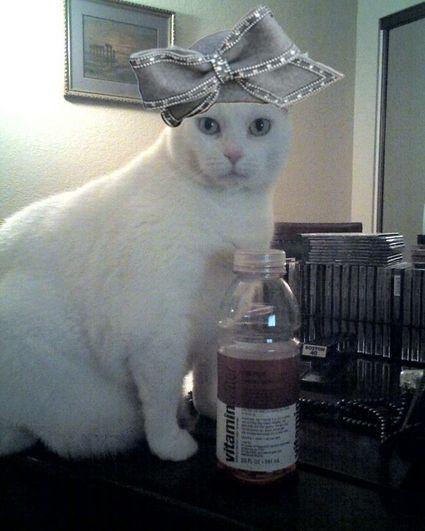 shiva-the-catnext-to-vitamin-water-aretha-26707-1232741753-8.jpg