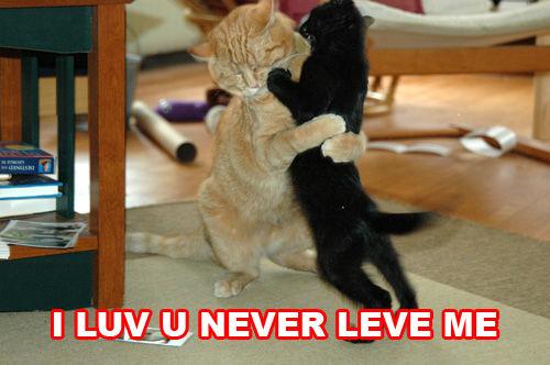 seehere.blogspot.com_20cats_20_41_.jpg
