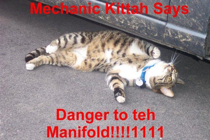 seehere.blogspot.com_20cats_20_53_.jpg