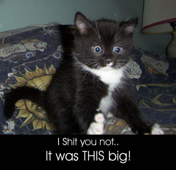 seehere.blogspot.com_20cats_20_77_.jpg