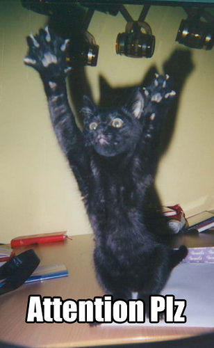 seehere.blogspot.com_20cats_20_9_.jpg