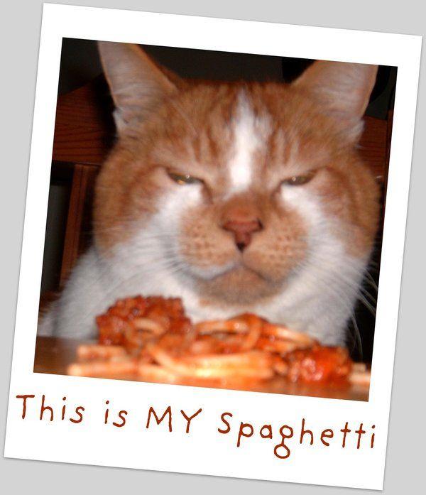 [Image 15318] Spaghetti Cat Know Your Meme