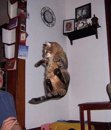 anti_gravity_cat.30d3a7xuxdgkwc0s8480w08g0.6ylu316ao144c8c4woosog48w.th.jpeg