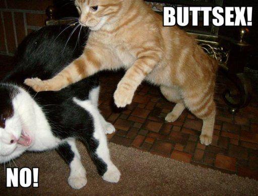 Surprise Buttsecks