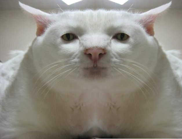Serious Cat