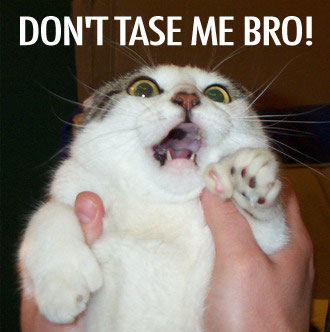 Don't Tase Me Bro!