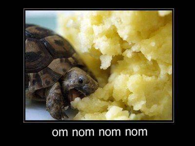 Turtle_Om_Nom_Nom.jpg