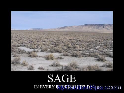sage-in-every-fucking-field-500x375.jpg