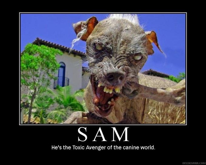 Sam the World's Ugliest Dog