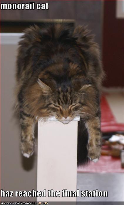 Monorail Cat