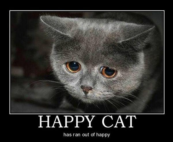 Happy_Cat614.jpg