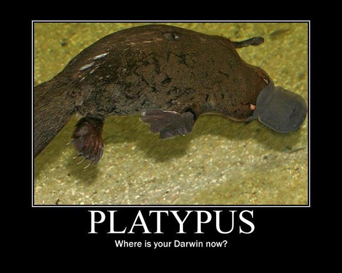Platypus.jpg