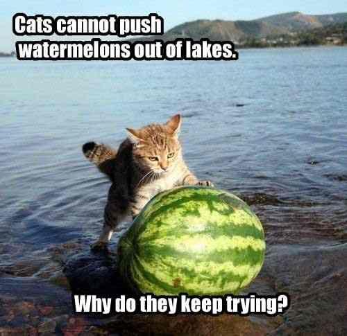 Average Cats