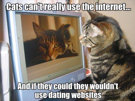 Average Cats