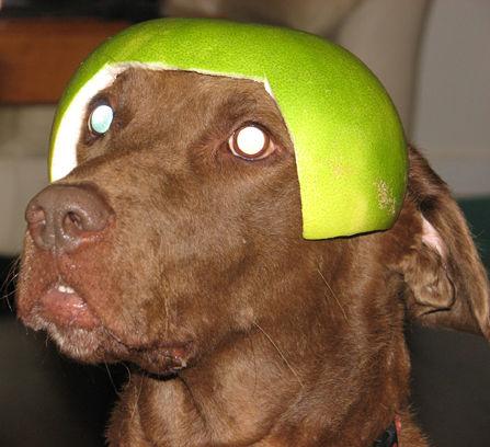 Limecat