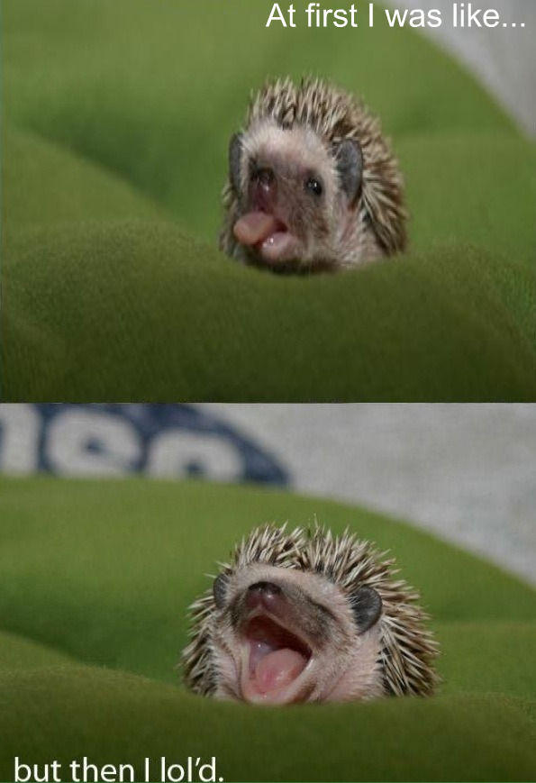 hedgehog_lold.jpg