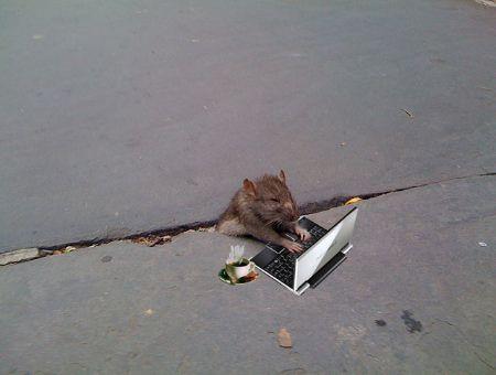 Sad Rat