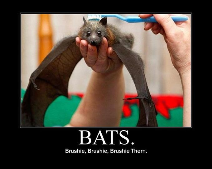 batsmotiv.jpg