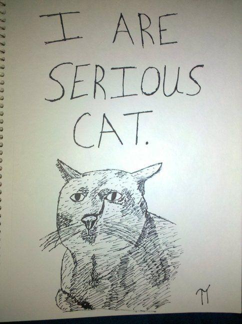 Serious Cat