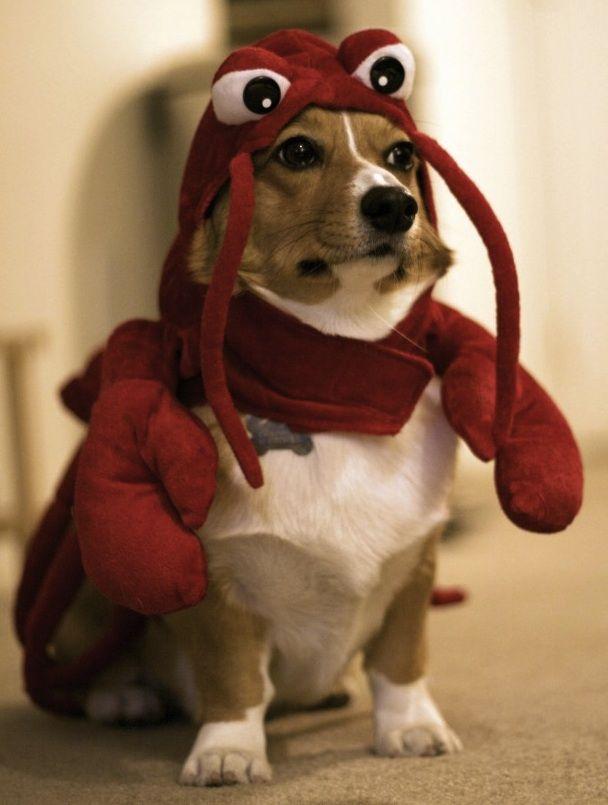 lobsterdog1.jpg