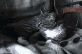 Deal_with_it_-_cat_putting_on_sunglasses.gif