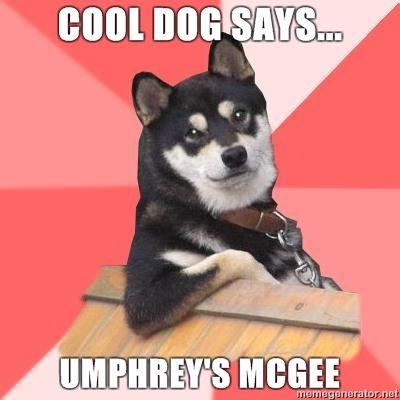 Cool Dog