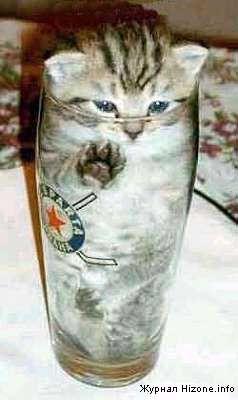 53277-cat_in_a_bottle.jpg