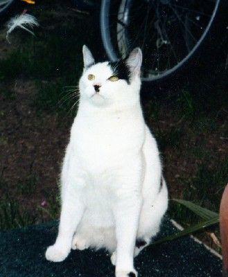 cat-that-looks-like-hitler-4.jpg
