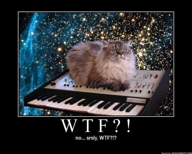 wtf_cat.jpg